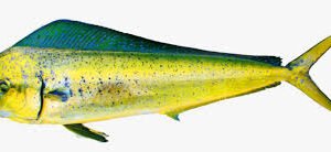 Apollo Fish