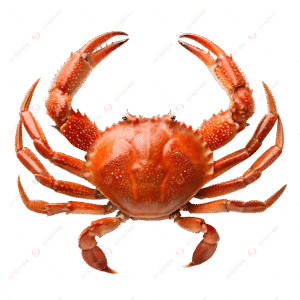 Fresh Crabs
