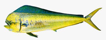 Apollo Fish