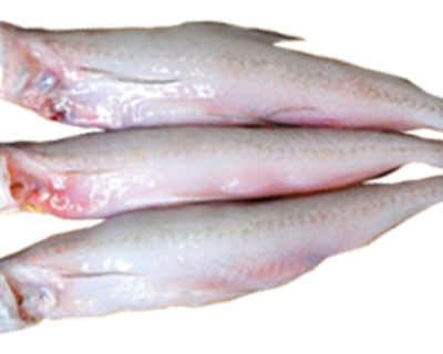 BOMBAY-DUCK-FISH-1