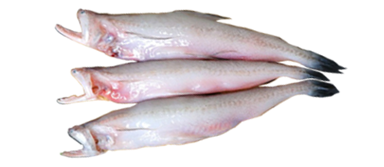 Bombay duck