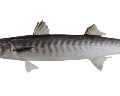 Barracuda