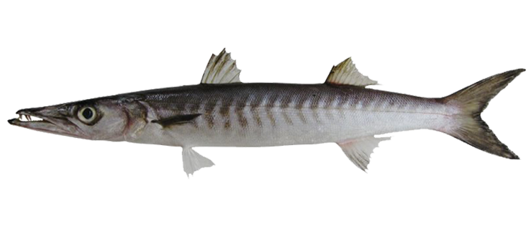 Barracuda