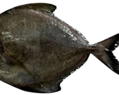 Black-pomfret