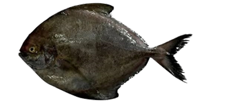 Black pomfret