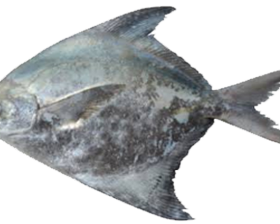 Chinese-pomfret