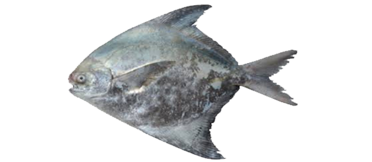 Chinese Pomfret