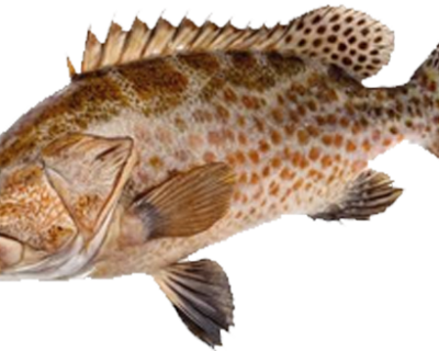 Grouper