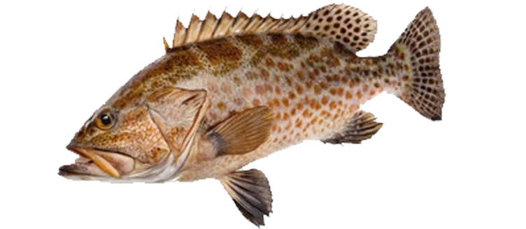 Grouper