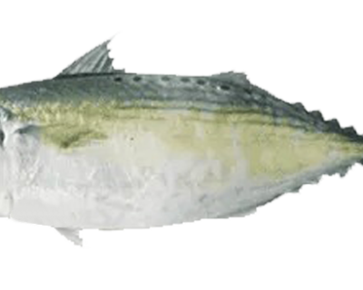 INDIAN-MACKEREL-2