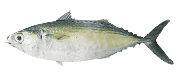 Indian Mackerel