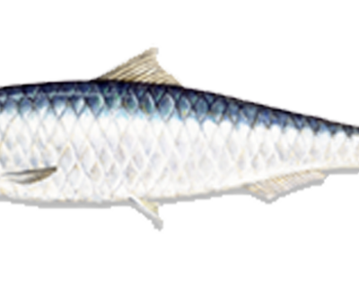 INDIAN-SARDINE