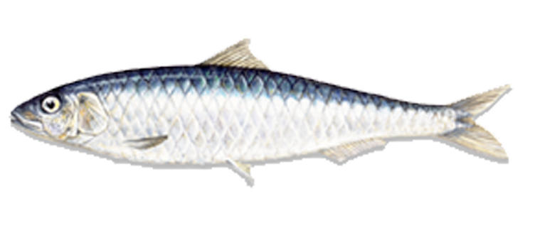 Indian Sardine