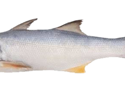 Indian-salmon