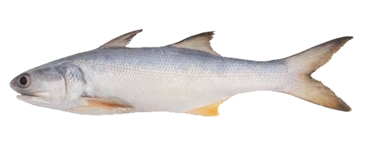 Indian salmon