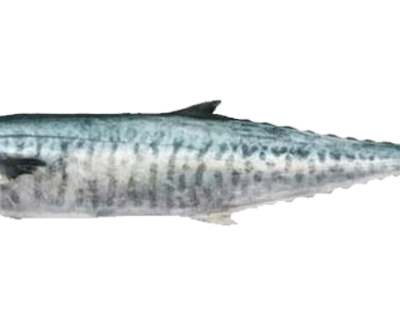 KING-FISH