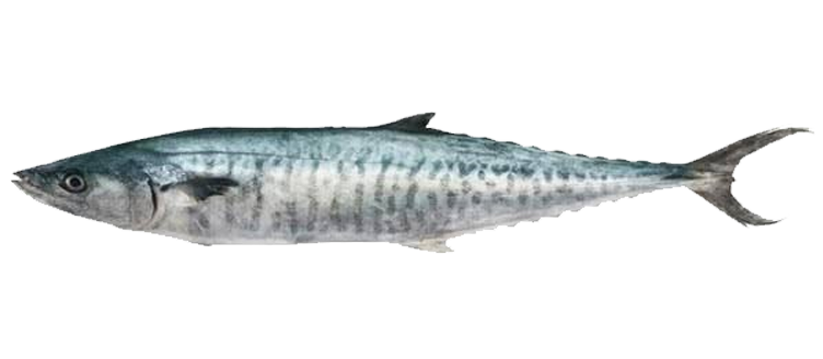 Indian King Fish