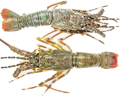 LOBSTER