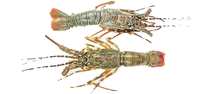 Lobster