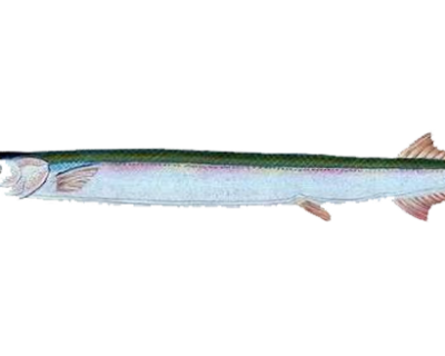 NEEDLE-FISH
