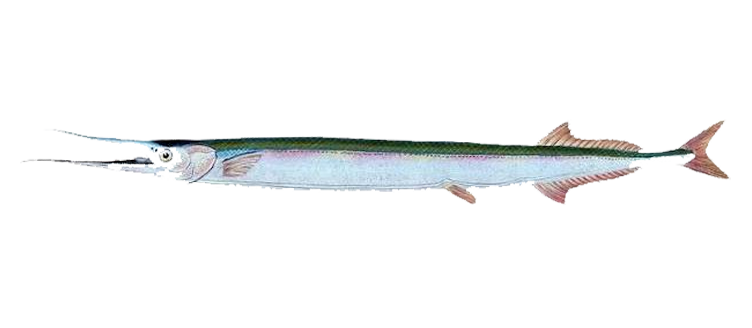 Needle Fish