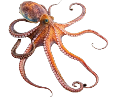 OCTOPUS