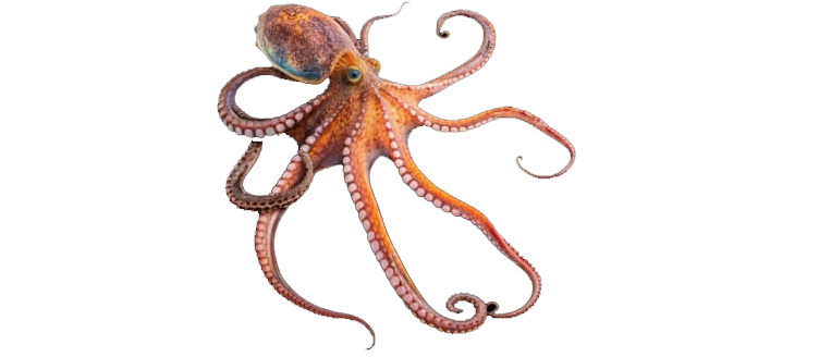 Octopus