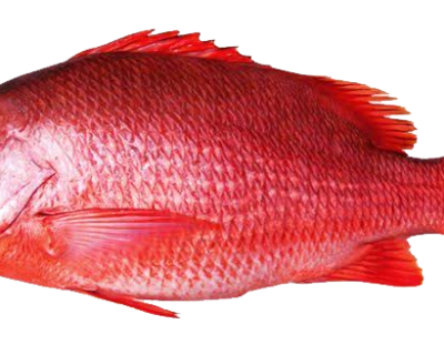 RED-SNAPPER