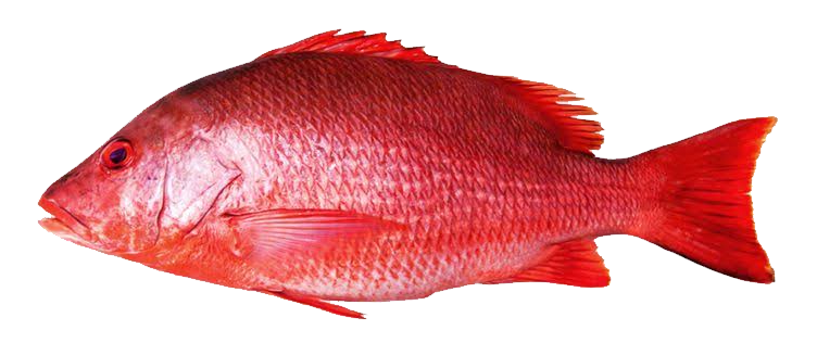 Red snapper
