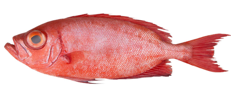Red Bigeye