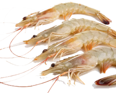 SEA-WHITE-PRAWN