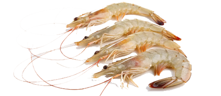 Sea white Prawn