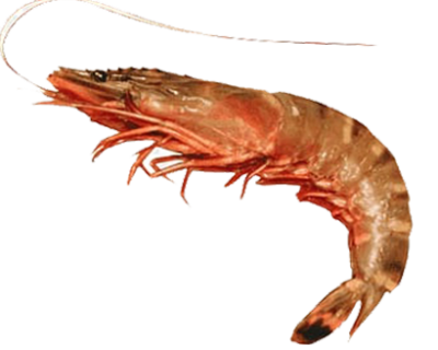 TIGER-PRAWN