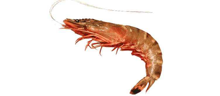 Tiger Prawn