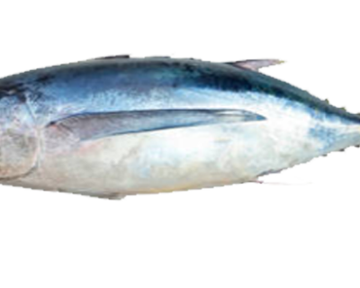 WHITE-TUNA-FISH