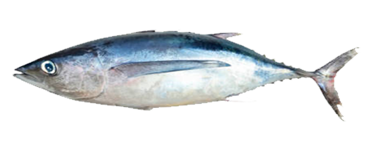 White Tuna