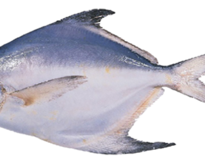 White-pomfret