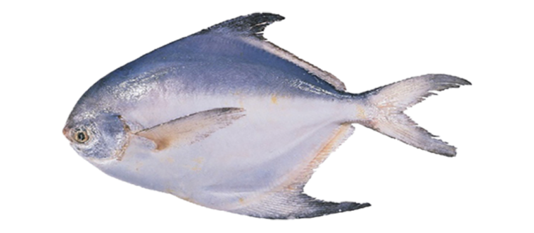 White-pomfret
