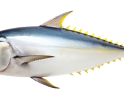 YELLOW-FIN