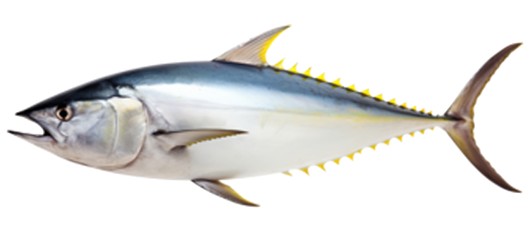 Yellow fin