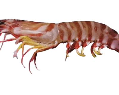 ZEBRA-PRAWN
