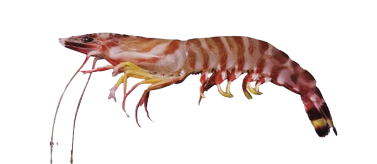 Zebra Prawn